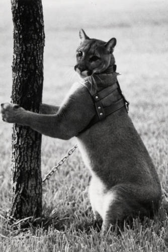 Shasta standing with her paws on a tree